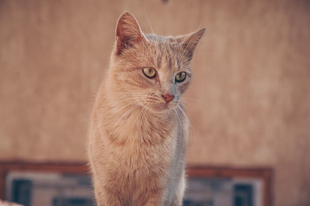 Katze in der Lebensphase Erwachsen