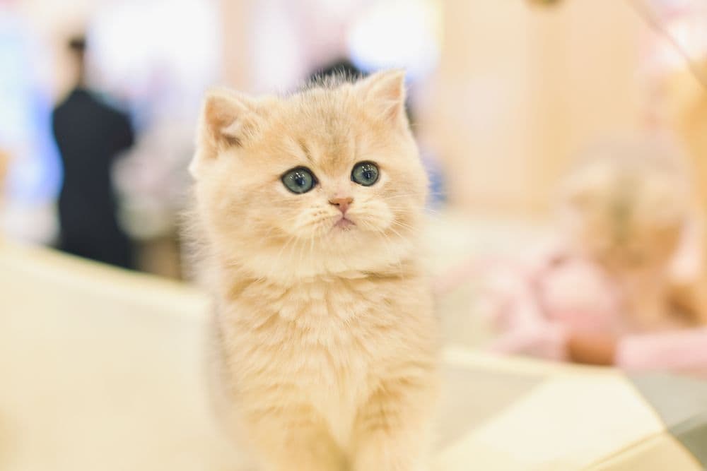 Katze in der Lebensphase Kitten