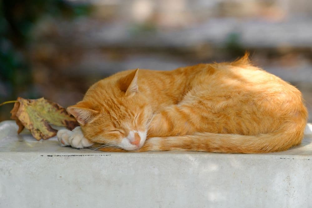 Katze in der Lebensphase Senior