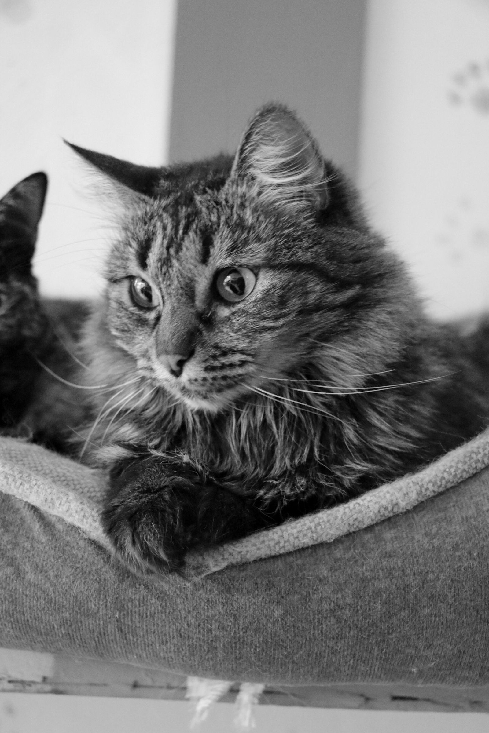 Ältere Katze ruht entspannt auf dem Bett